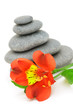 Lily flower and pebble. Lily flower and pebble.