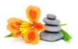 Lily flower and pebble. Lily flower and pebble.