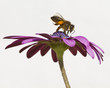 Abeja en la margarita