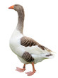 Domestic Goose isolated