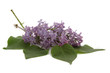 Lilas