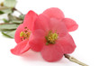 Fleurs