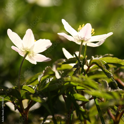 Foto: detail of two white anemones detail of two white anemones
