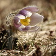 Pulsatilla Vernalis