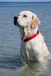 golden retriever assis dans l'eau golden retriever assis dans l'eau