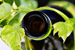 Weinflasche mit Weinrebe