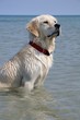 un golden retriever assis dans la mer un golden retriever assis dans la mer