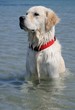 golden assis dans l'eau golden assis dans l'eau