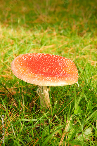 Photo: Aminita Muscaria - poisonous mushroom Aminita Muscaria - poisonous mushroom