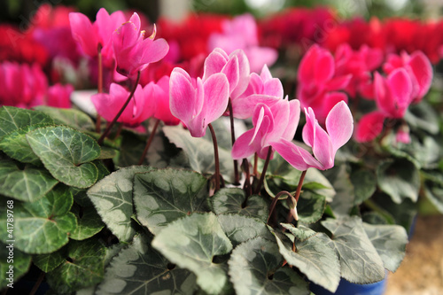 Photo: Cyclamen Flowers Cyclamen Flowers