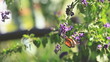 butterfly butterfly