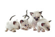 chatons siamois