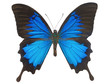Photo: Blue Ulysses Butterfly Blue Ulysses Butterfly