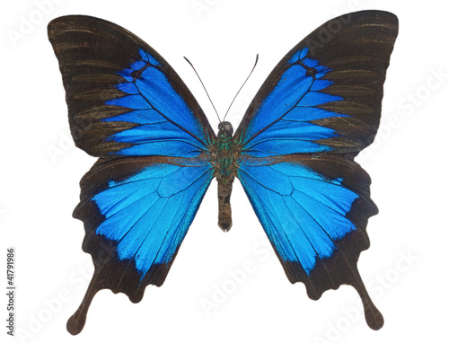 Photo: Blue Ulysses Butterfly Blue Ulysses Butterfly