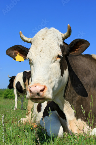 Foto: Cow on a summer pasture Cow on a summer pasture