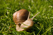 Snail