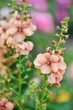 Verbascum Jackie Verbascum Jackie