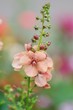 Verbascum Jackie Verbascum Jackie