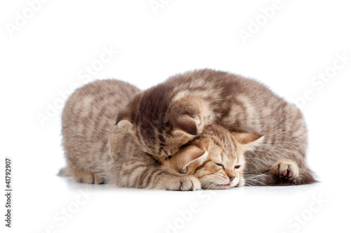Foto: two kittens play together two kittens play together