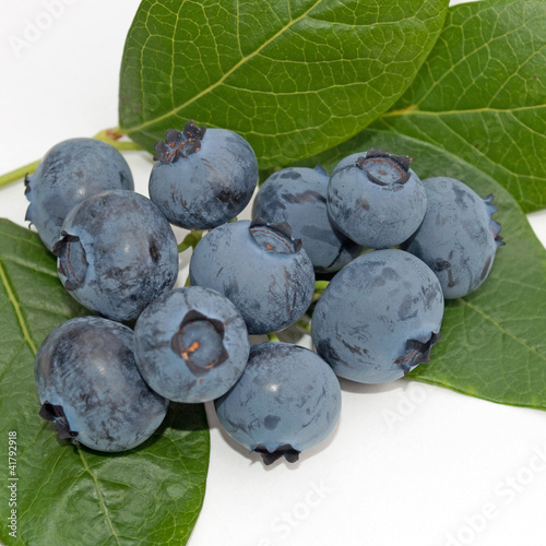 Foto: Heidelbeeren - Vaccinium Heidelbeeren - Vaccinium