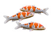 Foto: carp fish koi fish isolated on white carp fish koi fish isolated on white