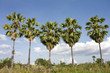 Five Sugar palm trees. Five Sugar palm trees.