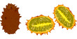 llustration with kawani cucumber