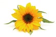 ヒマワリの花