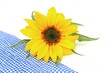ヒマワリの花