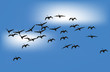 swans in blue sky illustration swans in blue sky illustration