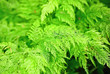 Fern Fern