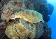 green turtle swimming,great barrier reef, cairns, queensland, au