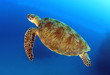 green turtle swimming,great barrier reef, cairns, queensland, au