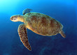 Foto: green turtle swimming,great barrier reef, cairns, queensland, au green turtle swimming,great barrier reef, cairns, queensland, au