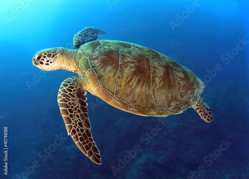 Photo: green turtle swimming,great barrier reef, cairns, queensland, au green turtle swimming,great barrier reef, cairns, queensland, au