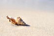 sea shells on the Beach