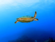 green turtle swimming,great barrier reef, cairns, queensland, au