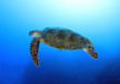green turtle swimming,great barrier reef, cairns, queensland, au