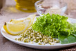 germinating seed mung