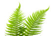 Ferns