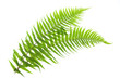 Ferns