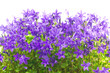 campanula