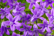 campanule