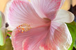 hibiscus rose pastel