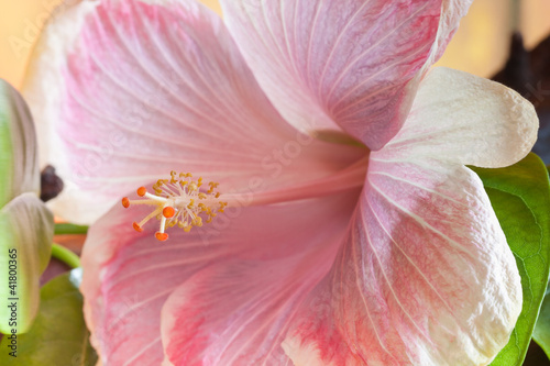Photo: hibiscus rose pastel hibiscus rose pastel