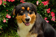 Dog with funny expression