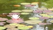 water lily