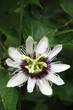 Passiflora flowers. Passiflora flowers.
