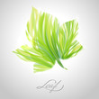 Shiny green striped maple leaf. Vector illustration.