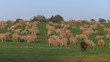 Sheep grazing in green field Sheep grazing in green field